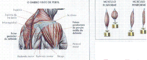Pequeno ponto branco em uma cabeça do membro